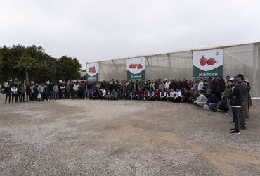 Driving Tomato Innovation in Morocco